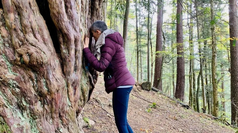 In a tree in a forest ...