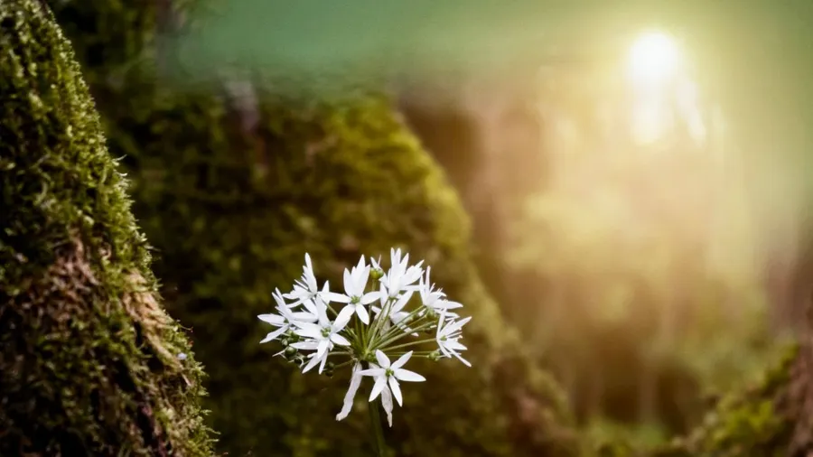 April 2018 Silent Immersion Retreat