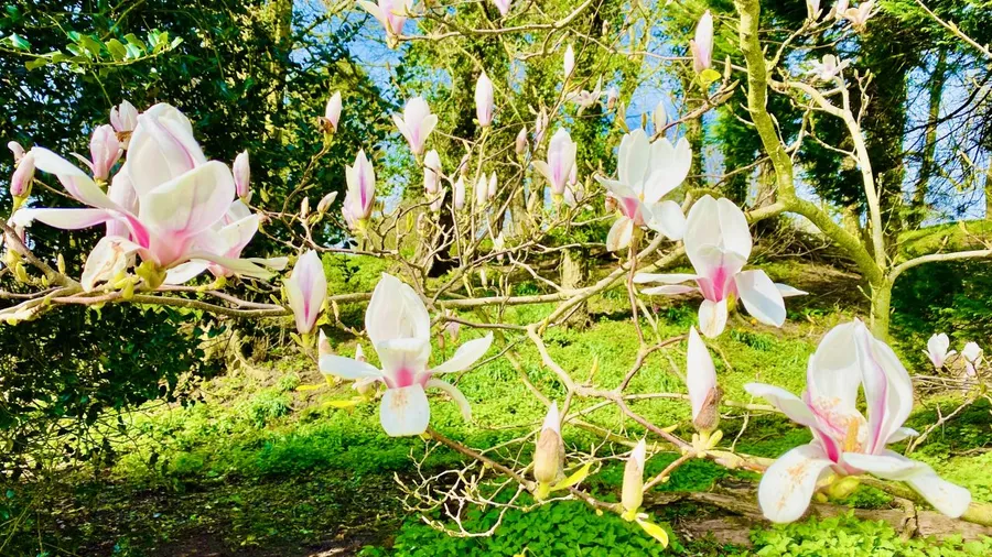 April 2020 Silent Immersion Retreat