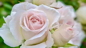 Revenge, abuse & self hatred