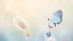 The nature of images