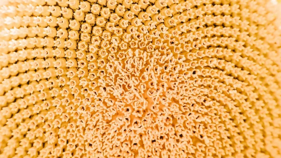 Patterns & the purification space